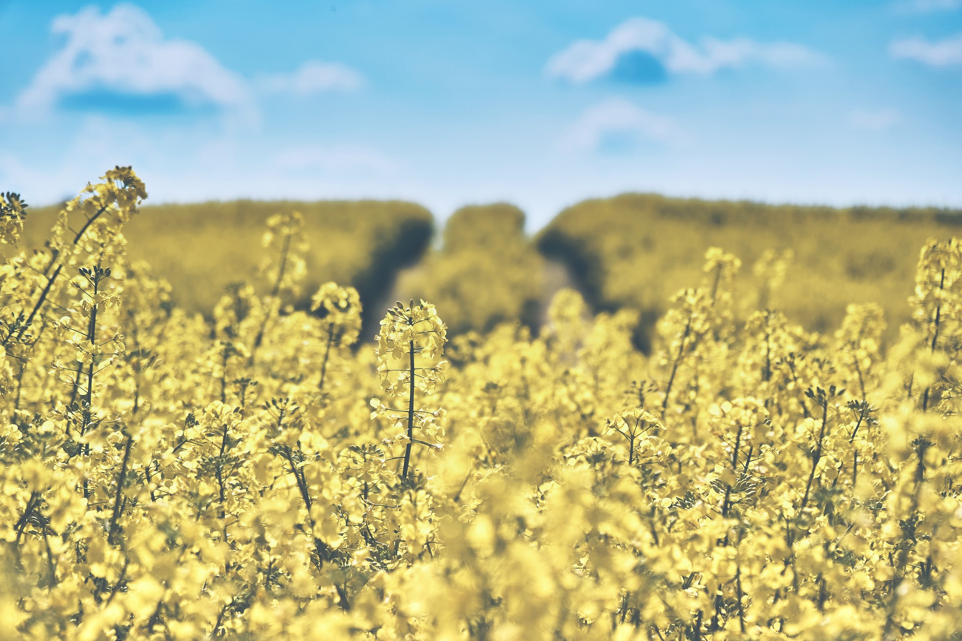 field-of-rapeseeds-g5567daf38_1920.jpg